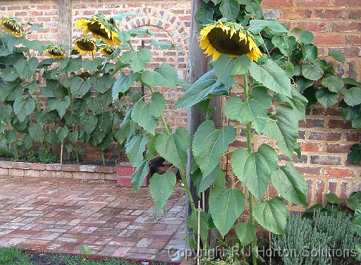 Sunflowers against brick wall